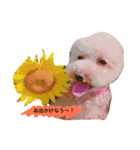 愛犬モカの気持ち（個別スタンプ：3）