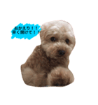 愛犬モカの気持ち（個別スタンプ：4）