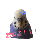 ハッピーのいろんな顔2（個別スタンプ：1）
