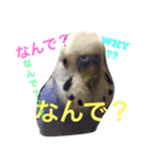 ハッピーのいろんな顔2（個別スタンプ：6）