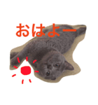 たまのスタンプ その1（個別スタンプ：1）