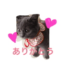 たまのスタンプ その1（個別スタンプ：5）