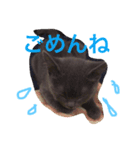 たまのスタンプ その1（個別スタンプ：8）