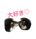 黒柴とーや（個別スタンプ：8）