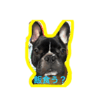 フレンチブルドッグ もなか。しうば。（個別スタンプ：1）