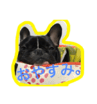 フレンチブルドッグ もなか。しうば。（個別スタンプ：6）