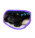 フレンチブルドッグ もなか。しうば。（個別スタンプ：14）