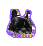 フレンチブルドッグ もなか。しうば。（個別スタンプ：25）