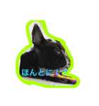 フレンチブルドッグ もなか。しうば。（個別スタンプ：38）