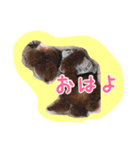 ぷーどるのアリス（個別スタンプ：1）