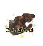 ぷーどるのアリス（個別スタンプ：3）