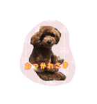 ぷーどるのアリス（個別スタンプ：10）