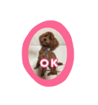 ぷーどるのアリス（個別スタンプ：11）