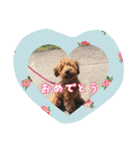 ぷーどるのアリス（個別スタンプ：14）