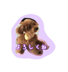 ぷーどるのアリス（個別スタンプ：15）