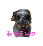 pino is friends 2（個別スタンプ：5）