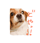 pino is friends 2（個別スタンプ：23）