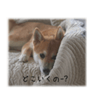 柴犬こなつ（個別スタンプ：1）