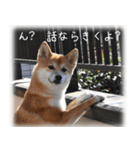 柴犬こなつ（個別スタンプ：2）