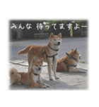 柴犬こなつ（個別スタンプ：3）