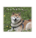 柴犬こなつ（個別スタンプ：5）