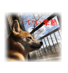 柴犬こなつ（個別スタンプ：7）