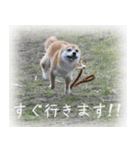 柴犬こなつ（個別スタンプ：8）