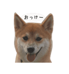 柴犬こなつ（個別スタンプ：9）