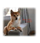 柴犬こなつ（個別スタンプ：10）
