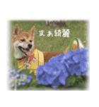 柴犬こなつ（個別スタンプ：11）