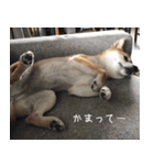 柴犬こなつ（個別スタンプ：12）