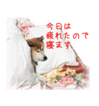 柴犬こなつ（個別スタンプ：13）