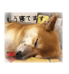 柴犬こなつ（個別スタンプ：14）