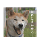 柴犬こなつ（個別スタンプ：15）