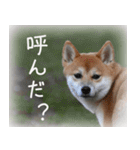 柴犬こなつ（個別スタンプ：16）