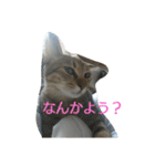 お猫さま写真館（個別スタンプ：1）