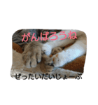 お猫さま写真館（個別スタンプ：5）