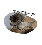 お猫さま写真館（個別スタンプ：6）