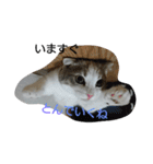 お猫さま写真館（個別スタンプ：8）
