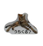 お猫さま写真館（個別スタンプ：10）