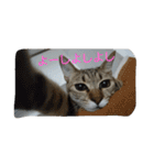 お猫さま写真館（個別スタンプ：11）
