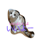 お猫さま写真館（個別スタンプ：14）