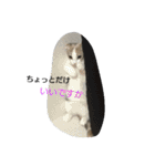 お猫さま写真館（個別スタンプ：17）