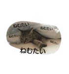 お猫さま写真館（個別スタンプ：18）