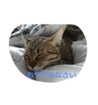 お猫さま写真館（個別スタンプ：21）