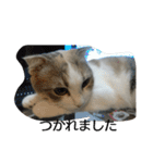 お猫さま写真館（個別スタンプ：22）