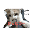 お猫さま写真館（個別スタンプ：23）
