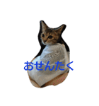 お猫さま写真館（個別スタンプ：26）