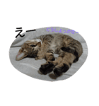 お猫さま写真館（個別スタンプ：30）