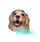 beagle nemeina ＆ blackmi 1（個別スタンプ：1）